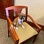 Princess Jasmine is registered to the contest to win money with this photo: puppy, dog, chair, wooden_chair, indoor, carpet, door, pet, animal, cute, sitting, brown_puppy, collar, floor, furniture, young_dog, small_dog, orange_collar, wall, house