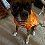 Princess Jasmine joined the competition — help win amazing prizes! dog, orange_shirt, indoor, carpet, pet, smiling, brown_dog, white_paws, ears, furniture, canine, animal, happy, closeup, living_room, two_dogs, domestic, companion, playful, household