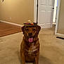 Forest joined the competition — help win amazing prizes! dog, brown_dog, sombrero, hat, indoor, carpet, tongue_out, happy, pet, canine, smiling, home, door, wall_art, floor, fur, sitting, playful, animal, domestic