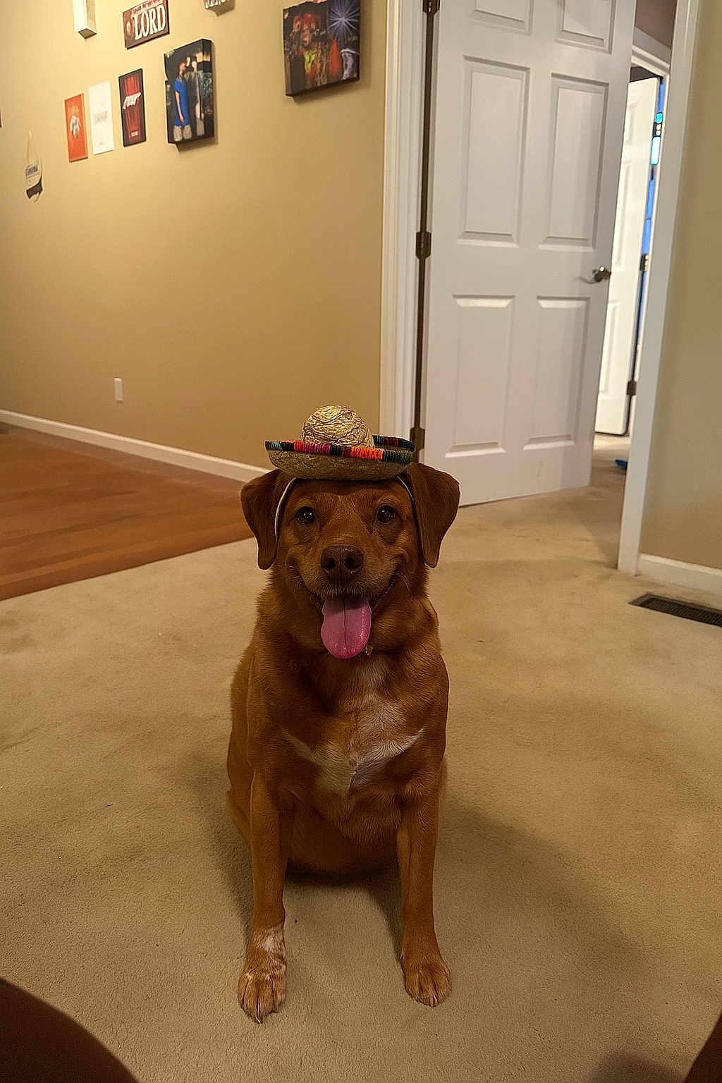 Forest joined the competition — help win amazing prizes! dog, brown_dog, sombrero, hat, indoor, carpet, tongue_out, happy, pet, canine, smiling, home, door, wall_art, floor, fur, sitting, playful, animal, domestic