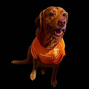 Forest joined the competition — help win amazing prizes! dog, pet, animal, orange_tshirt, tennessee, happy, sitting, portrait, studio_lighting, glowing_effect, brown_dog, canine, smiling, cute, domestic_animal, fur, background_blur, friendly, indoor, tshirt