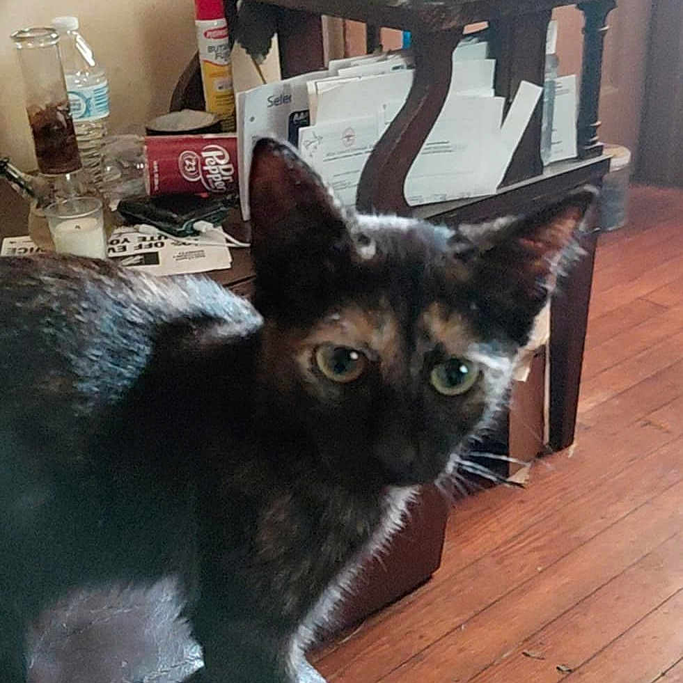 Bandit joined the competition — help win amazing prizes! animal, cat, close_up, clutter, curious, domestic, ears, eyes, floor, furniture, household_items, indoor, kitten, lamp, leather, papers, pet, table, tortoiseshell, wooden_floor
