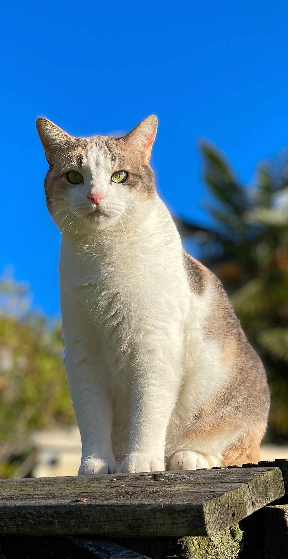 Paillette participe au concours pour gagner de l'argent avec cette photo : cat, animal, outdoor, sunlight, wood, feline, green_eyes, closeup, nature, pet, portrait, blue_sky, whiskers, fur, sitting, daylight, tree, blurred_background, calm, majestic