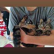 Tigresse participe au concours pour gagner de l'argent avec cette photo : cat, tabby_cat, pet, animal, person, holding, arms, gray_shirt, indoor, holiday_decoration, christmas_tree, blurred_background, furry, green_eyes, relaxed, curious, tail, paws, cozy, casual