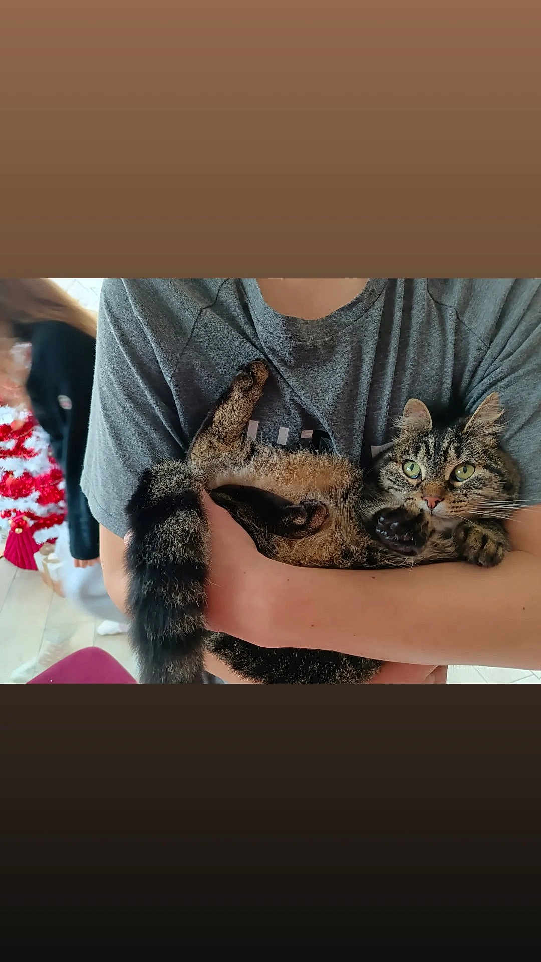 Tigresse participe au concours pour gagner de l'argent avec cette photo : cat, tabby_cat, pet, animal, person, holding, arms, gray_shirt, indoor, holiday_decoration, christmas_tree, blurred_background, furry, green_eyes, relaxed, curious, tail, paws, cozy, casual