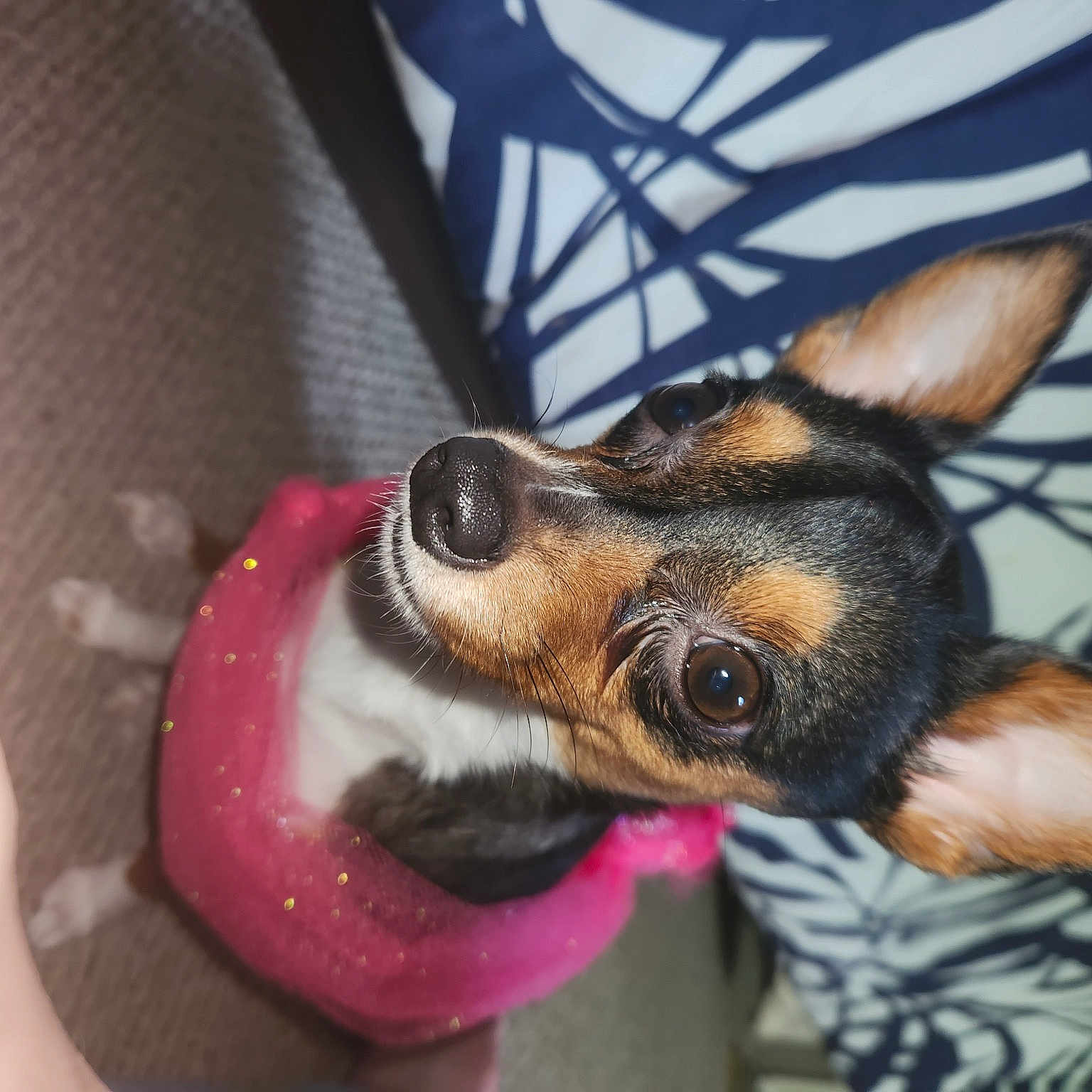Evie is registered to the contest to win money with this photo: canidae, carnivore, comfort, companion_dog, dog, dog_breed, ear, fur, paw, pinscher, snout, sporting_group, toy_dog, whiskers, working_animal, working_dog