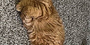 Stormy joined the competition — help win amazing prizes! cat, orange_tabby, carpet, pet, indoor, toy, relaxed, fur, whiskers, paws, playful, animal, cute, domestic_cat, sleepy, feline, fluffy, tabby_pattern, resting, cozy