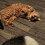Stormy is registered to the contest to win money with this photo: cat, orange_tabby, lying_down, floor, wooden_floor, pet, relaxed, tongue_out, tail, black_and_white, dog_tail, indoor, animal, cute, furry, playful, domestic_animal, companion, house_pet, resting
