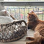 Stormy is registered to the contest to win money with this photo: cat, cats, white_cat, orange_cat, pet, window, basket, bed, feline, indoor, resting, fur, cozy, relaxed, animal, home, table, looking_out, daylight, domestic