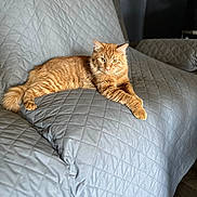 Stormy is registered to the contest to win money with this photo: cat, orange_tabby, feline, pet, couch, quilted_cover, indoor, living_room, furniture, relaxed, animal, fur, whiskers, paw, tail, looking_at_camera, domestic, cozy, soft_light, resting