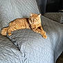 cat, orange_tabby, feline, pet, couch, quilted_cover, indoor, living_room, furniture, relaxed, animal, fur, whiskers, paw, tail, looking_at_camera, domestic, cozy, soft_light, resting