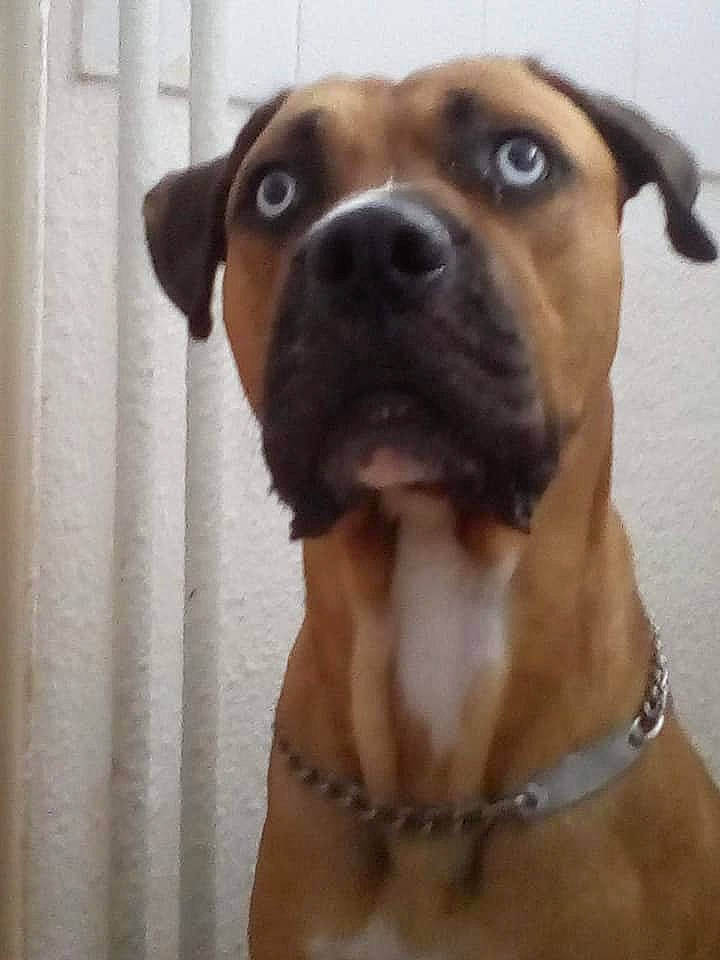 Marley participe au concours pour gagner de l'argent avec cette photo : american_pit_bull_terrier, black_mouth_cur, boerboel, boxer, bullmastiff, canidae, carnivore, dog, dog_breed, fawn, mammal, molosser, muscle, perro_de_presa_mallorquin, rare_breed_dog, snout, sporting_group, tosa, valley_bulldog, vertebrate