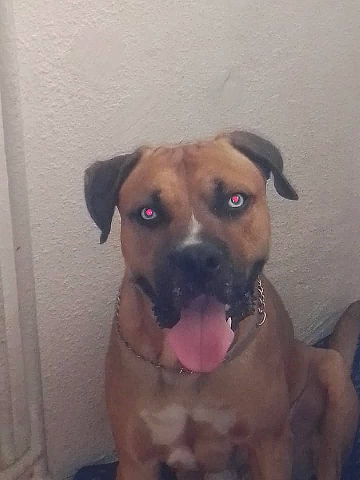 Marley participe au concours pour gagner de l'argent avec cette photo : american_pit_bull_terrier, bandog, black_mouth_cur, boerboel, boxer, bullmastiff, canidae, carnivore, dog, dog_breed, fawn, mammal, molosser, non_sporting_group, nose, perro_de_presa_canario, pit_bull, snout, sporting_group, vertebrate