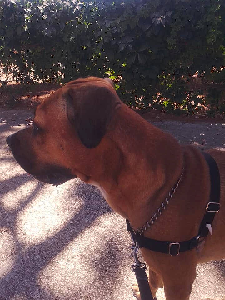 Marley a rejoint le concours — aidez-le/la à gagner de superbes lots ! boerboel, boxer, bullmastiff, canidae, carnivore, dog, dog_breed, dog_collar, ear, fawn, fila_brasileiro, mammal, snout, tosa, vertebrate