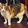 cat, calico_cat, animal, pet, feline, standing, portrait, indoors, scratching_post, cat_tree, wooden_floor, whiskers, ears, tail, fur, tabby_pattern, orange_fur, black_fur, white_fur, home