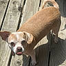 dog, small_dog, tan_dog, white_face, wooden_deck, sunlight, shadow, curious_eyes, pet, animal, outdoor, tongue_out, ears, paws, collar, fur, canine, daylight, looking_up, close_up