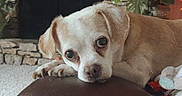 Lenny joined the competition — help win amazing prizes! animal, brown_dog, carpet, companion, cozy, cute, dog, domestic, fireplace, furniture, home_interior, indoor, leather_bench, looking, pet, plant, relaxing, resting, small_dog, stone_wall