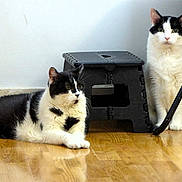 Luna Et Sara a rejoint le concours — aidez-le/la à gagner de superbes lots ! cat, black_and_white, indoor, floor, wooden_floor, step_stool, pet, animal, feline, sitting, lying_down, curious, two_cats, domestic_cat, ears, whiskers, fur, eyes, relaxed, companion