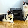 cat, black_and_white, indoor, floor, wooden_floor, step_stool, pet, animal, feline, sitting, lying_down, curious, two_cats, domestic_cat, ears, whiskers, fur, eyes, relaxed, companion