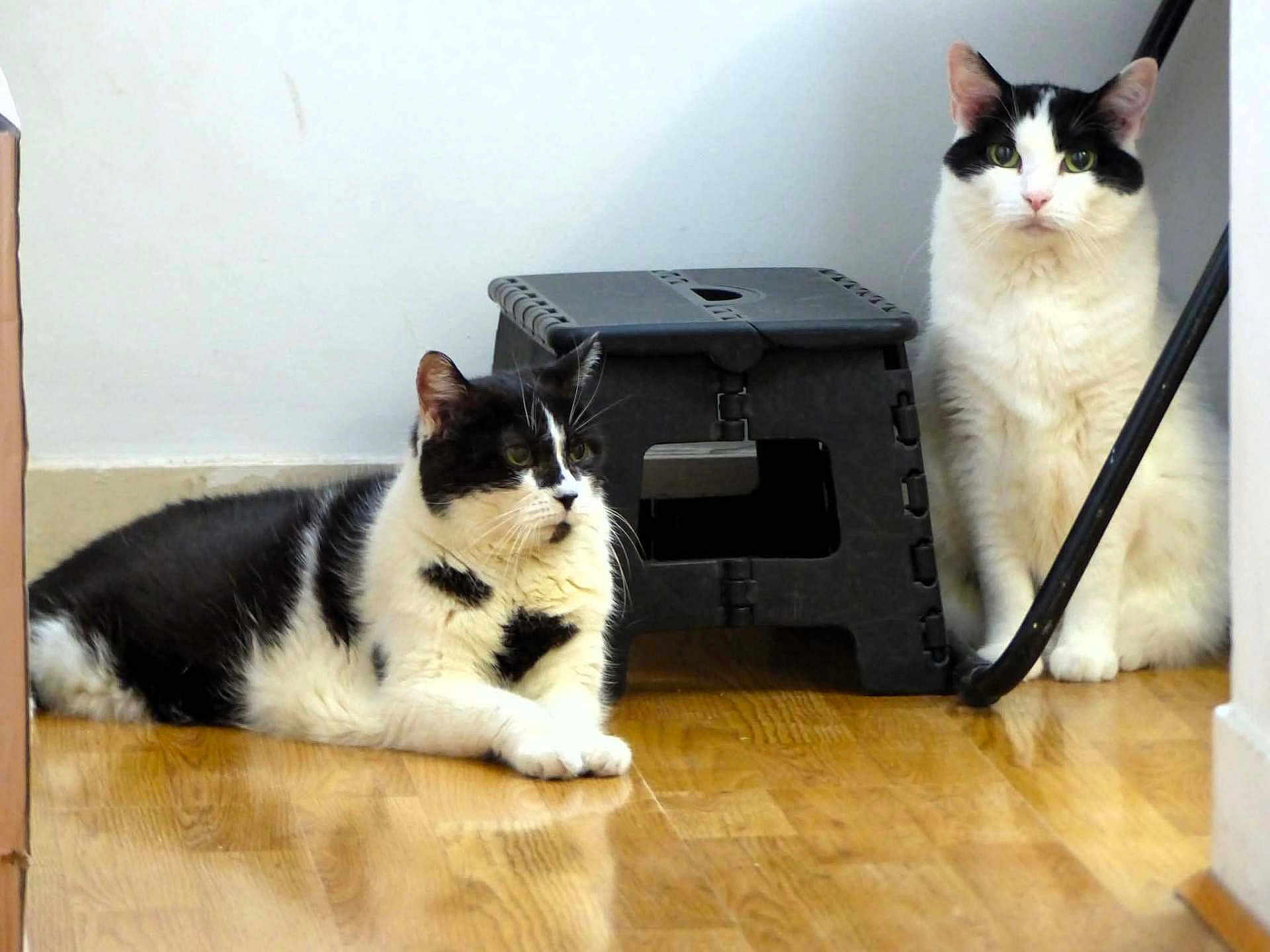 Luna Et Sara a rejoint le concours — aidez-le/la à gagner de superbes lots ! cat, black_and_white, indoor, floor, wooden_floor, step_stool, pet, animal, feline, sitting, lying_down, curious, two_cats, domestic_cat, ears, whiskers, fur, eyes, relaxed, companion
