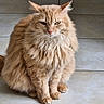cat, orange_cat, fluffy, feline, pet, indoor, sitting, tile_floor, whiskers, ears, fur, animal, cute, domestic_cat, portrait, looking_at_camera, mammal, furry, alert, home