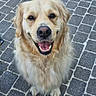 Uline a rejoint le concours — aidez-le/la à gagner de superbes lots ! animal, canine, closeup, cobblestone, cute, dog, domestic_animal, fluffy, friendly, fur, golden_retriever, happy, looking_up, mammal, outdoor, pavement, pet, portrait, sitting, smiling