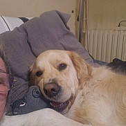 Uline participe au concours pour gagner de l'argent avec cette photo : blanket, couch, cozy, dog, face, fur, glasses, golden_retriever, happy, head, homedecor, indoor, person, pet, plush_toy, radiator, relaxed, resting, snuggling, soft
