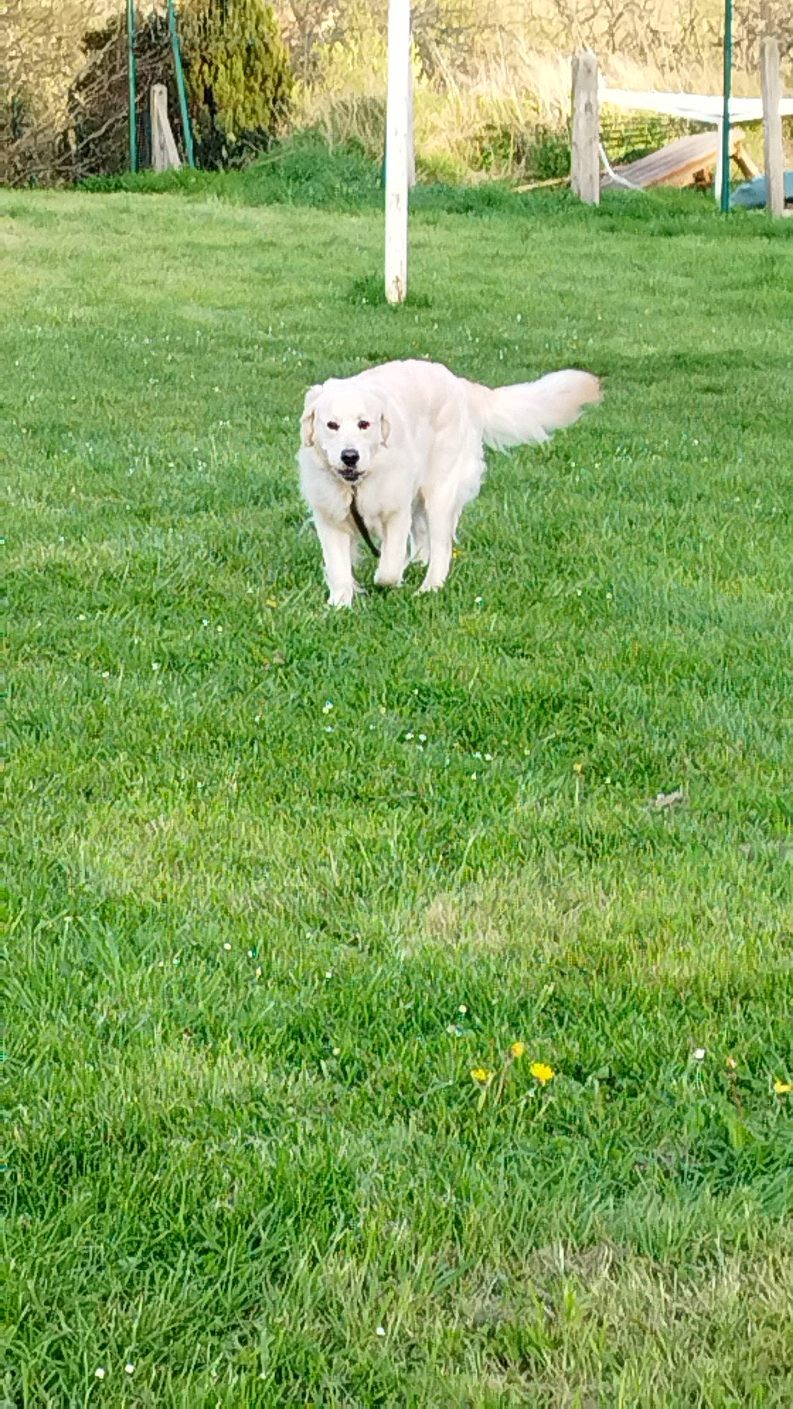 Iline participe au concours pour gagner de l'argent avec cette photo : canidae, carnivore, companion_dog, dog, dog_breed, grass, grassland, groundcover, kuvasz, lawn, pasture, plant, polish_tatra_sheepdog, sporting_group, yard