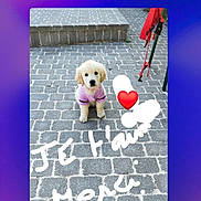 Iline a rejoint le concours — aidez-le/la à gagner de superbes lots ! advertising, balloon, companion_dog, dog, dog_breed, dog_supply, font, graphic_design, handwriting, happy, magenta, organism, photo_caption, plush, product, rectangle, stuffed_toy, teddy_bear, toy