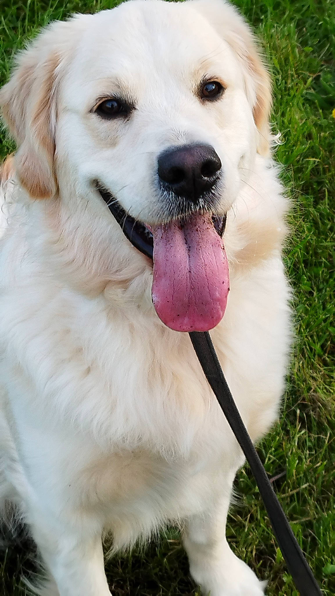 Iline a rejoint le concours — aidez-le/la à gagner de superbes lots ! ancient_dog_breeds, canidae, carnivore, companion_dog, dog, dog_breed, fang, fawn, fur, grass, happy, paw, plant, shout, smile, snout, sporting_group, whiskers, working_animal, working_dog