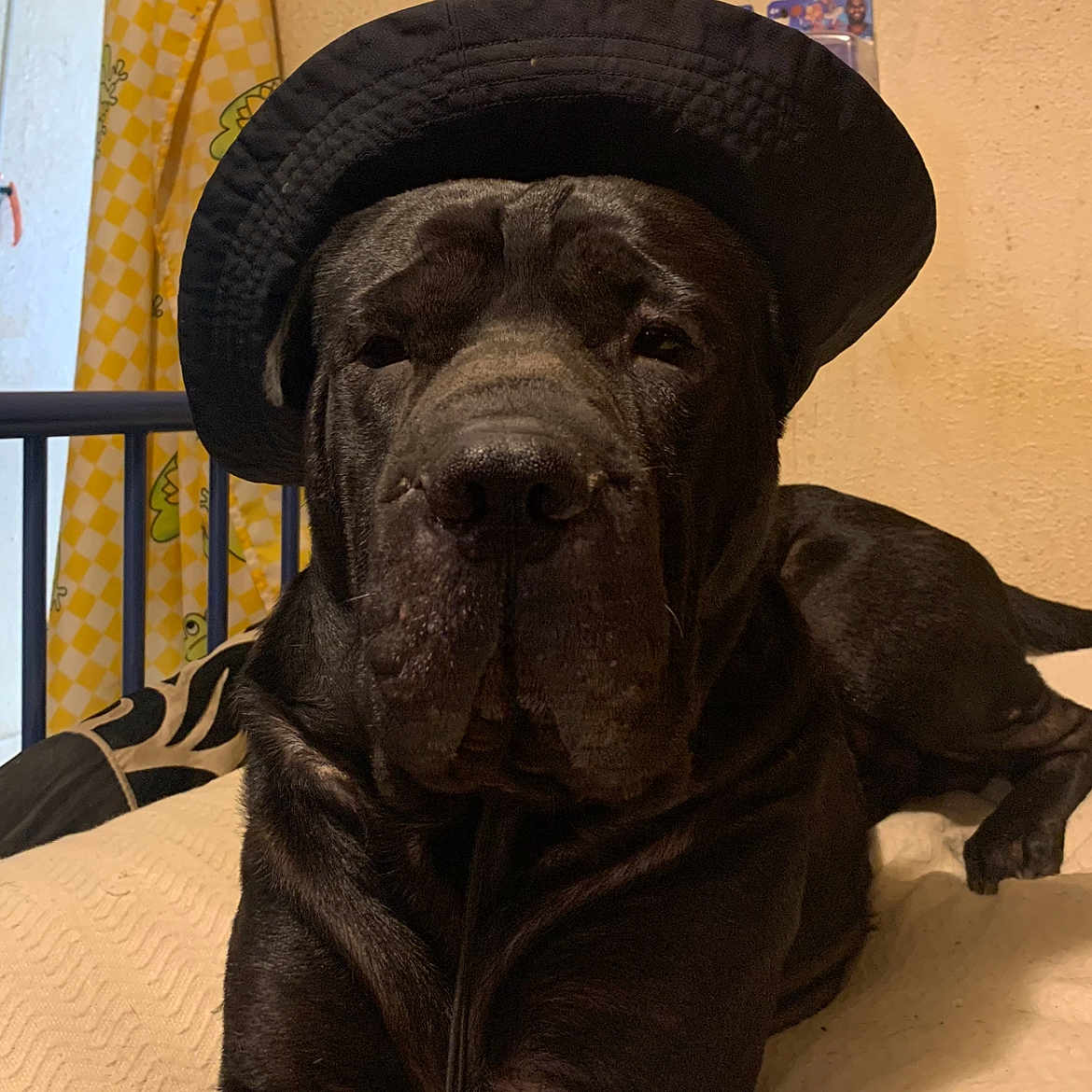 Tyson joined the competition — help win amazing prizes! animal, bulldog, canine, cap, clothing, couch, dog, face, furniture, greatdane, hat, head, hound, labradorretriever, person, pet, pitbull, pointer, puppy, sunhat