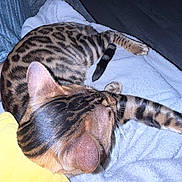 Benji is registered to the contest to win money with this photo: cat, bengal_cat, animal, pet, feline, striped_fur, spotted_fur, blanket, yellow_pillow, indoor, relaxed, sleeping, whiskers, ears, tail, soft_texture, couch, cozy, resting, domestic_animal