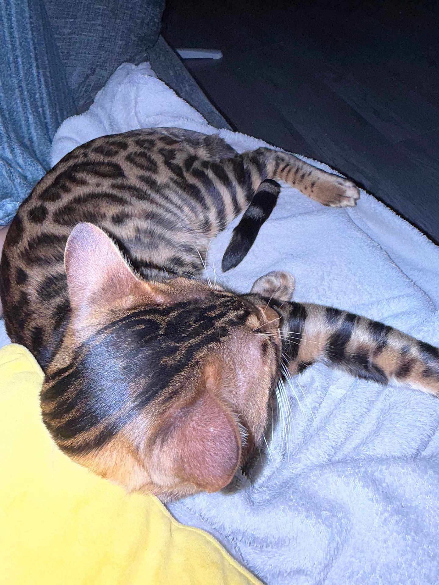 Benji