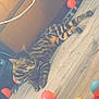 Benji joined the competition — help win amazing prizes! cat, bengal_cat, indoor, floor, toy, plastic_ball, building_block, orange_ball, blue_ball, wooden_floor, relaxed, pet, collar, striped, animal, feline, domestic_cat, playing, colorful, household