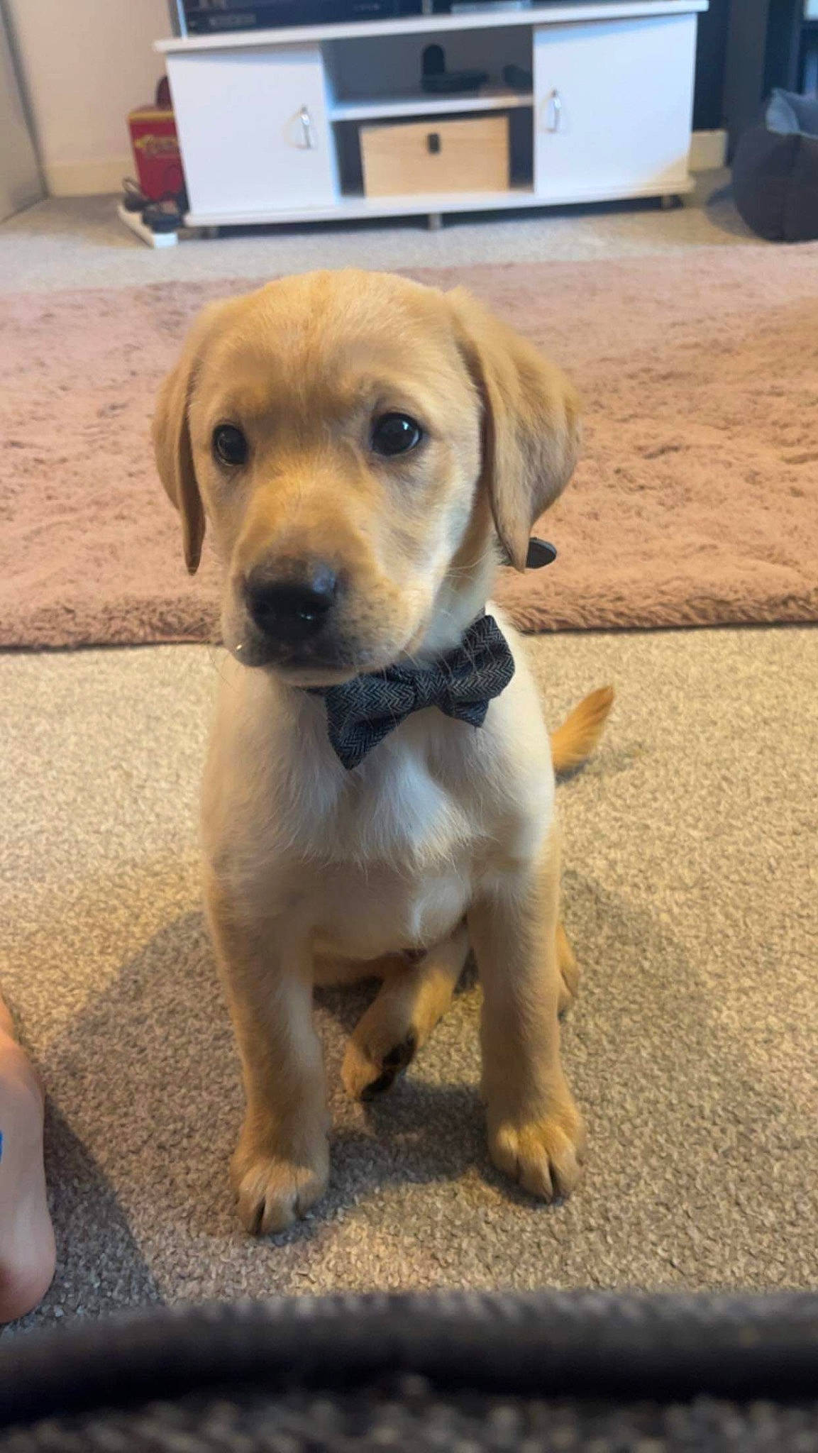 Rab joined the competition — help win amazing prizes! canidae, companion_dog, dog, dog_breed, fawn, flooring, fur, hardwood, paw, puppy, tail, terrestrial_animal, whiskers, wood