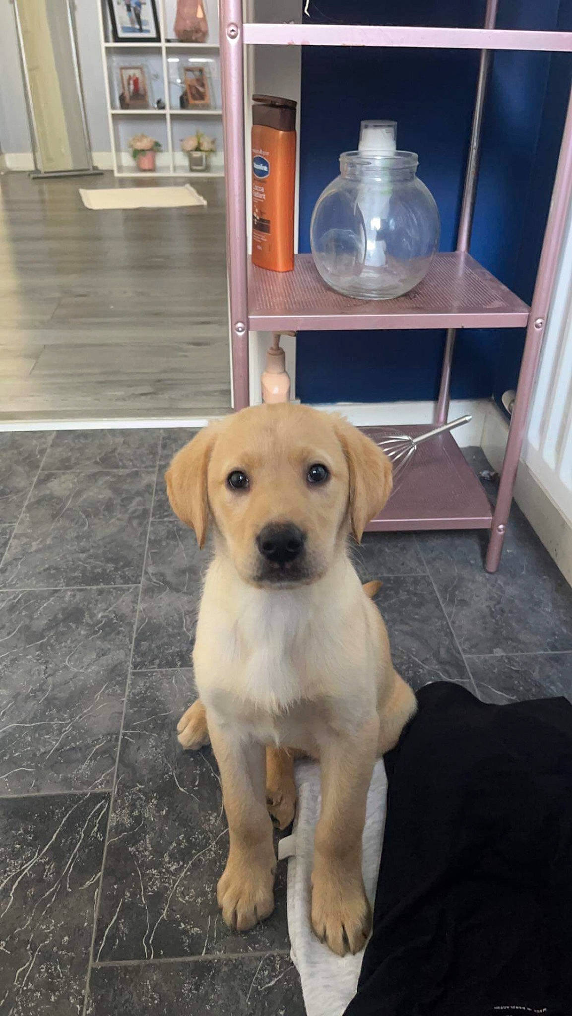 Rab is registered to the contest to win money with this photo: canidae, carnivore, collar, companion_dog, dog, dog_breed, fawn, floor, flooring, fur, hardwood, pet_supply, pitcher, shelf, snout, sporting_group, tableware, tail, wood, working_animal