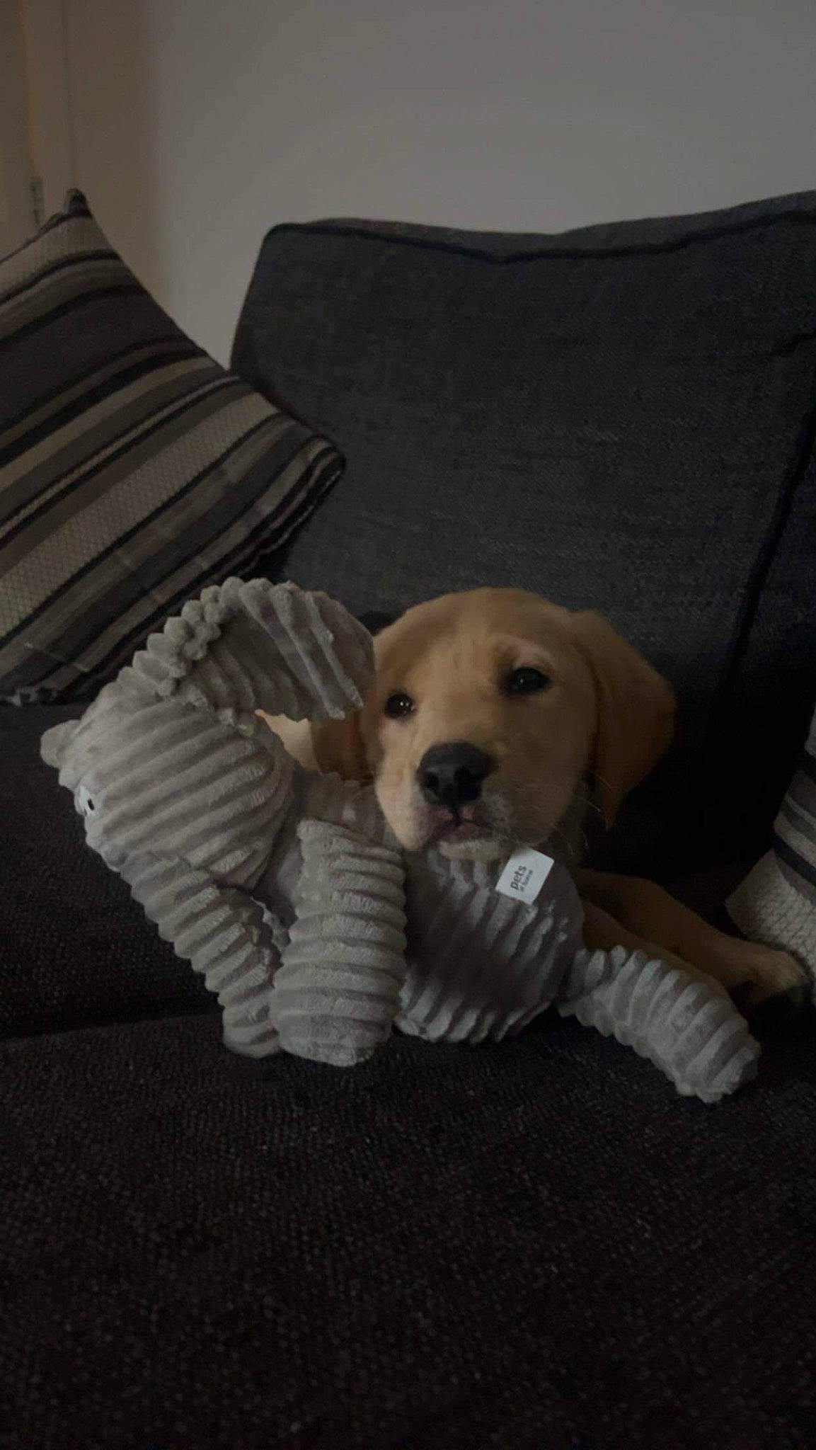 Rab joined the competition — help win amazing prizes! carnivore, chair, comfort, companion_dog, couch, dog, dog_breed, fawn, flooring, fur, linens, pet_supply, pillow, retriever, room, sitting, snout, sporting_group, wood, working_animal