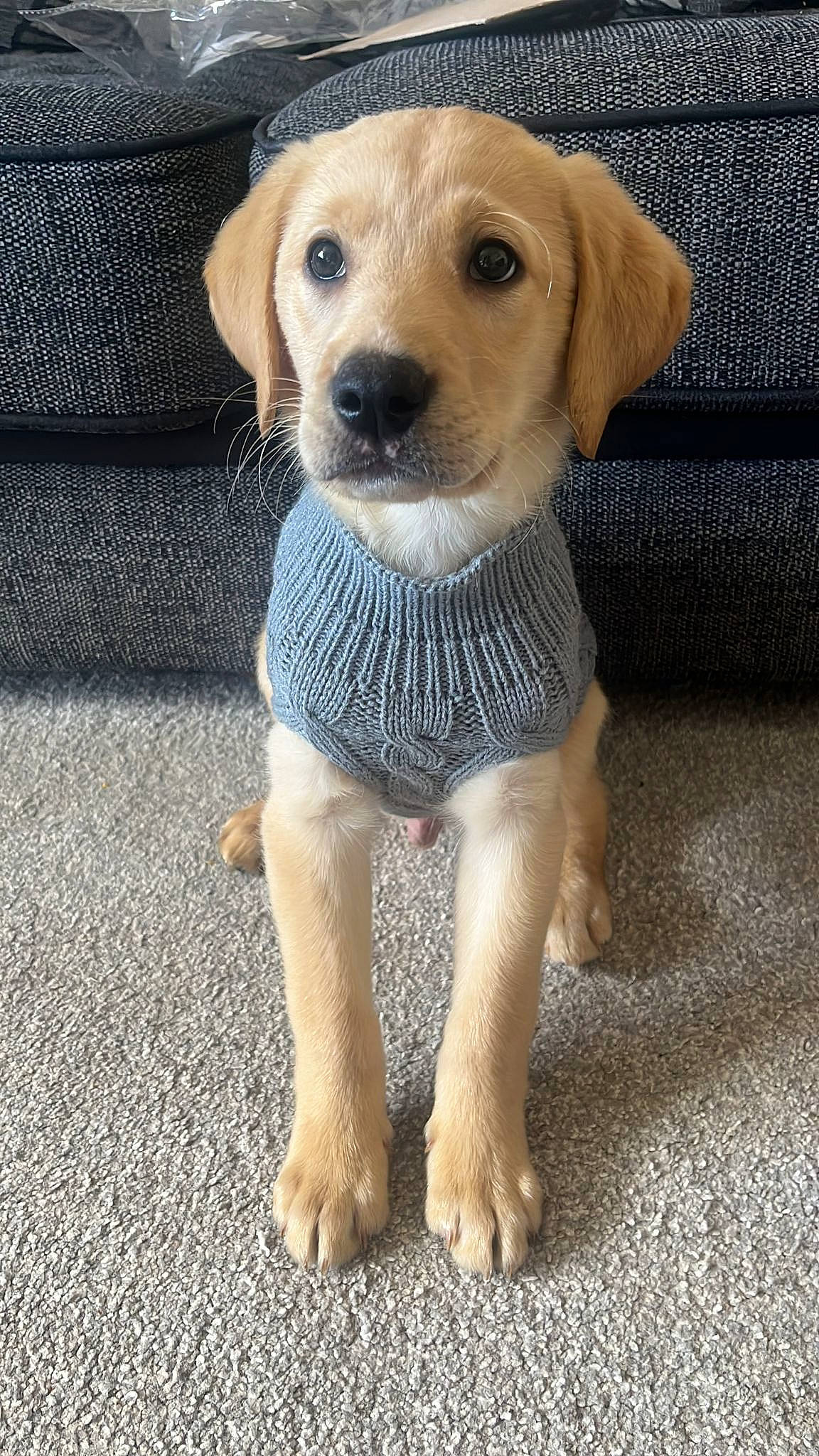 Rab joined the competition — help win amazing prizes! canidae, carnivore, circle, companion_dog, dog, dog_breed, dog_clothes, dog_supply, fawn, flooring, fur, pet_supply, snout, sporting_group, terrestrial_animal, whiskers, working_animal