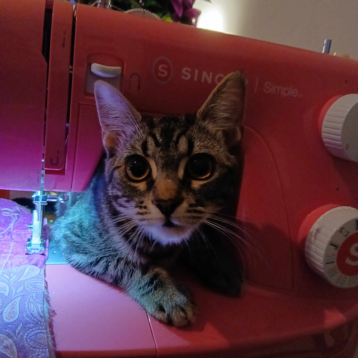 Stellina a rejoint le concours — aidez-le/la à gagner de superbes lots ! cat, tabby_cat, sewing_machine, pink, fabric, indoor, pet, curious, closeup, animal, domestic_cat, whiskers, ears, eyes, knobs, buttons, textile, lighting, home, cute