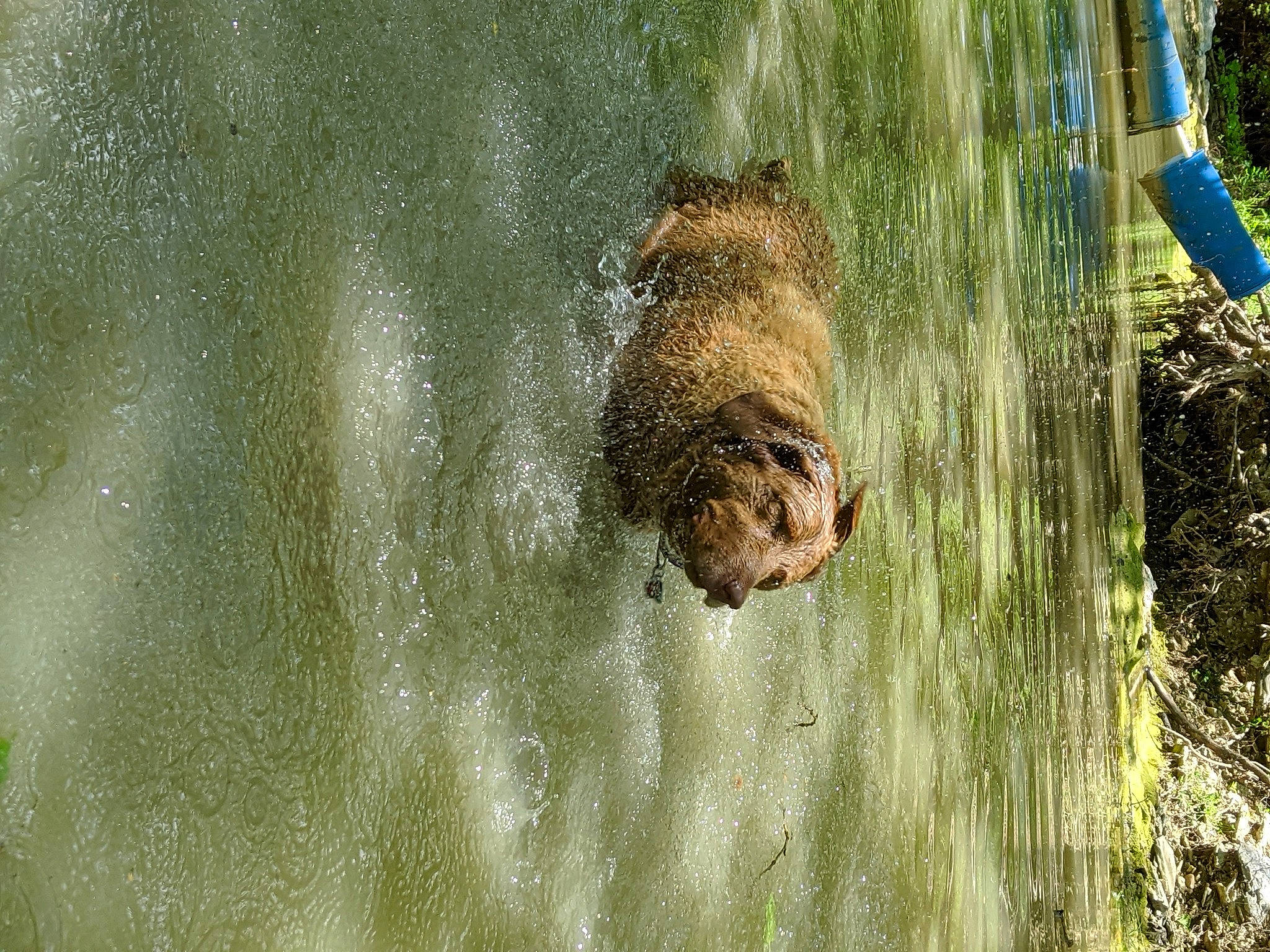 Chessika Chew Chew is registered to the contest to win money with this photo: bathing, dog_breed, fish, fluid, marine_mammal, water_feature, water_resources, watercourse