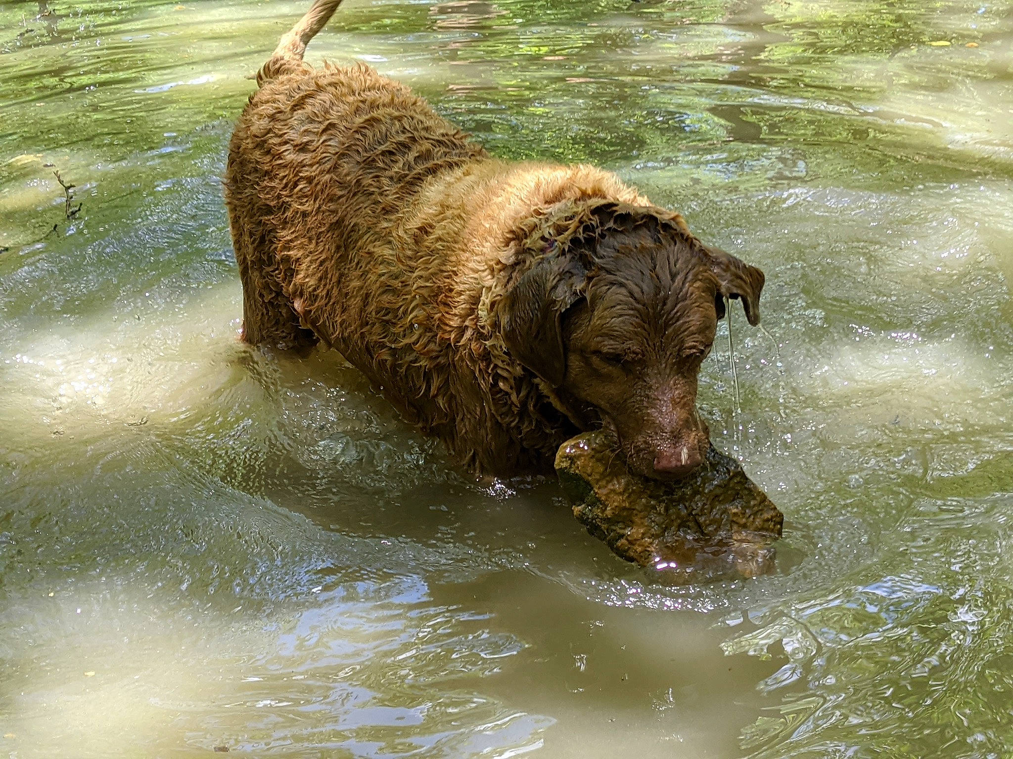 Chessika Chew Chew joined the competition — help win amazing prizes! canidae, carnivore, companion_dog, dog, dog_breed, fluid, gun_dog, liquid, liver, mammal, snout, sporting_group, tail, vertebrate, water, water_dog, water_resources, watercourse, working_animal, working_dog