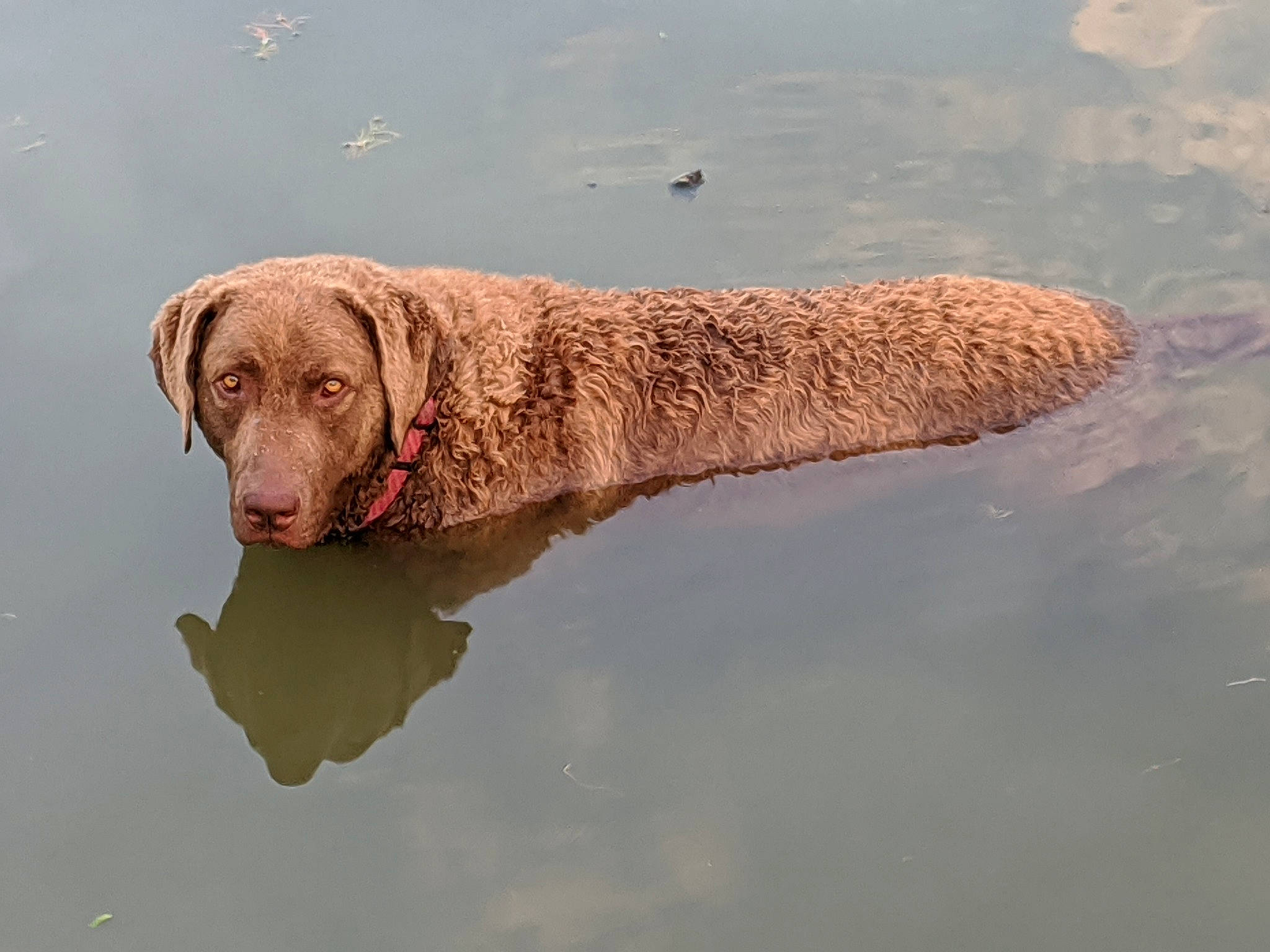 Vyper Mae is registered to the contest to win money with this photo: calm, canidae, carnivore, companion_dog, dog, dog_breed, gun_dog, labrador_retriever, liver, mammal, reflection, retriever, snout, sporting_group, vertebrate, water, water_resources, wetland, working_animal