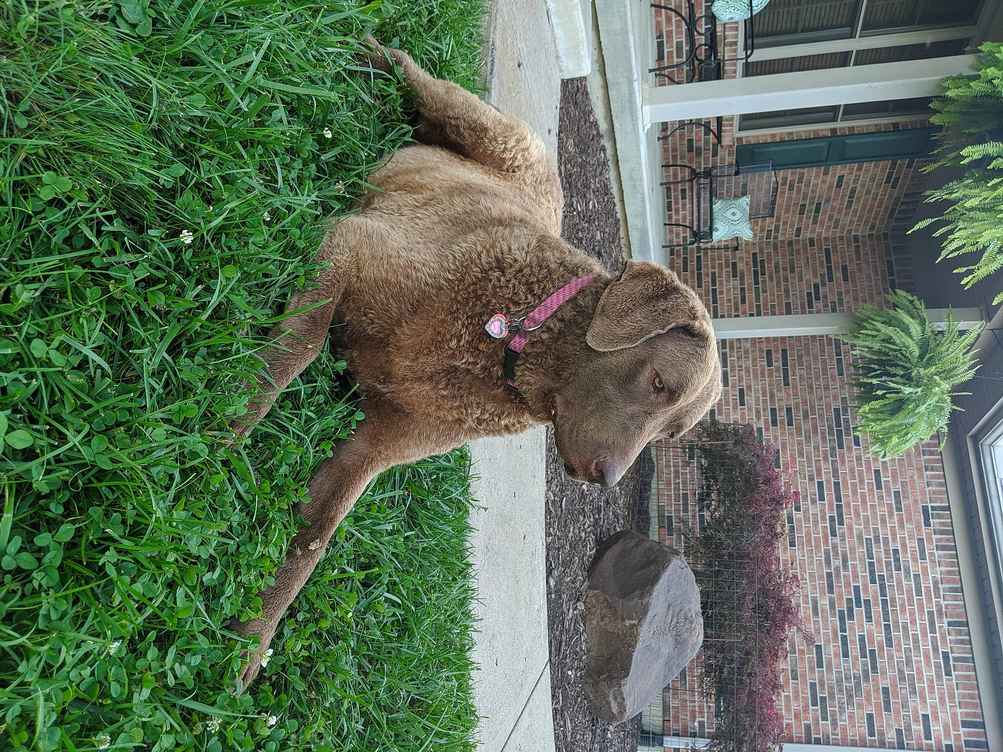 Vyper Mae joined the competition — help win amazing prizes! collar, fawn, grass_family, groundcover, liver, pack_animal, snout, tail, working_animal