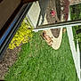 Vyper Mae joined the competition — help win amazing prizes! backyard, daylighting, grass, green, lawn, shadow, tints_and_shades, yard