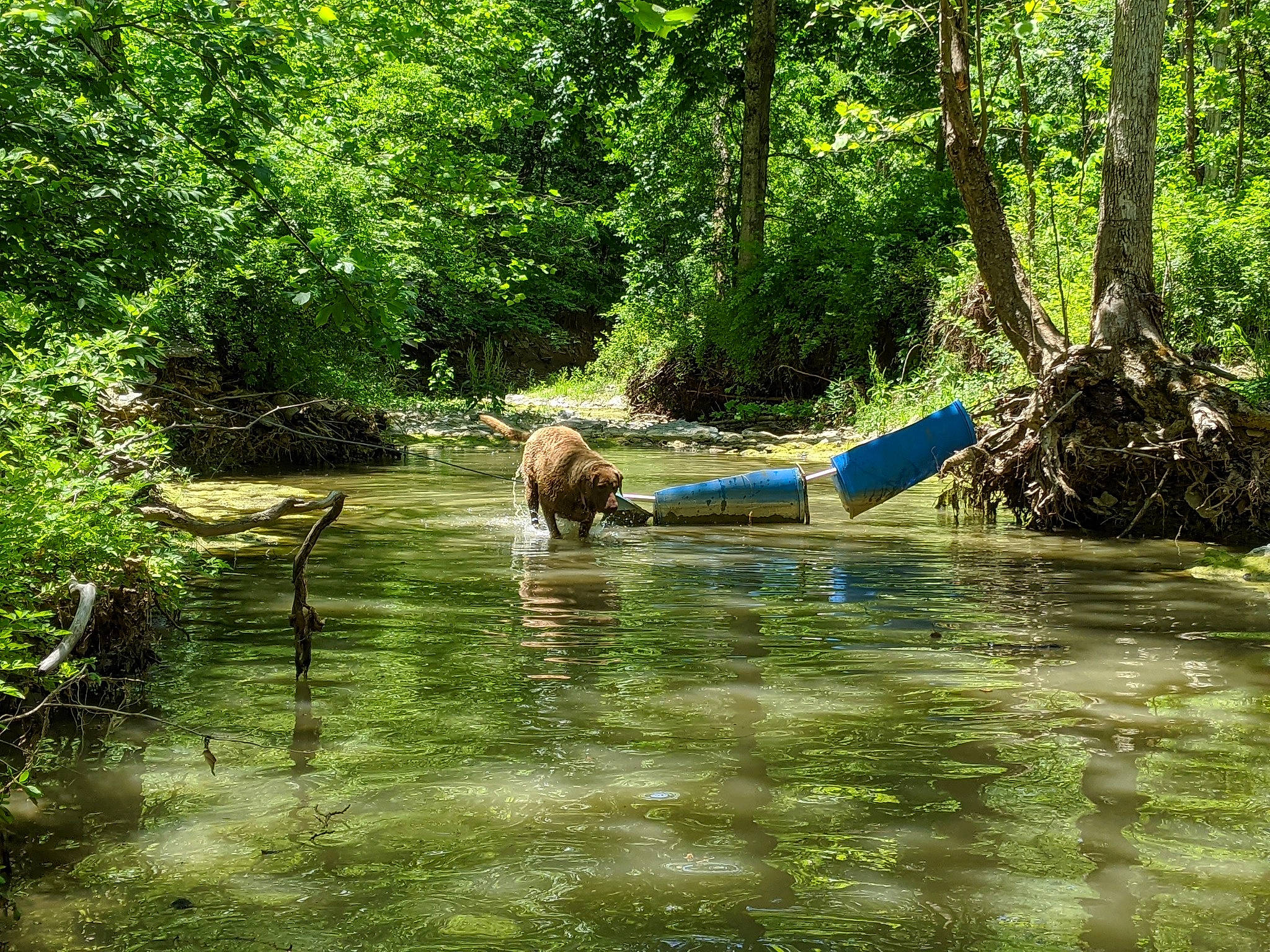 Vyper Mae is registered to the contest to win money with this photo: bank, bog, carnivore, creek, drainage, fen, fluvial_landforms_of_streams, forest, jungle, old_growth_forest, pond, rainforest, riparian_forest, riparian_zone, stream, water_resources, watercourse, wetland, woodland, working_animal