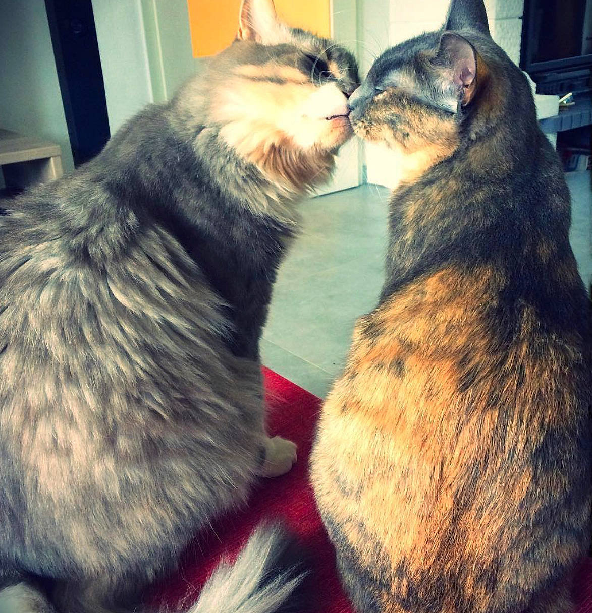 Isis Et Chipi participe au concours pour gagner de l'argent avec cette photo : carnivore, cat, claw, comfort, domestic_short_haired_cat, eye, felidae, fur, gesture, happy, hug, metal, nap, paw, sitting, small_to_medium_sized_cats, snout, tail, whiskers, yawn