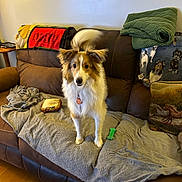 Allie is registered to the contest to win money with this photo: animal, blanket, brown, collar, couch, decor, dog, ears, fur, furniture, green_blanket, home, indoor, living_room, pet, pillow, soft_texture, tail, toy, wooden_floor