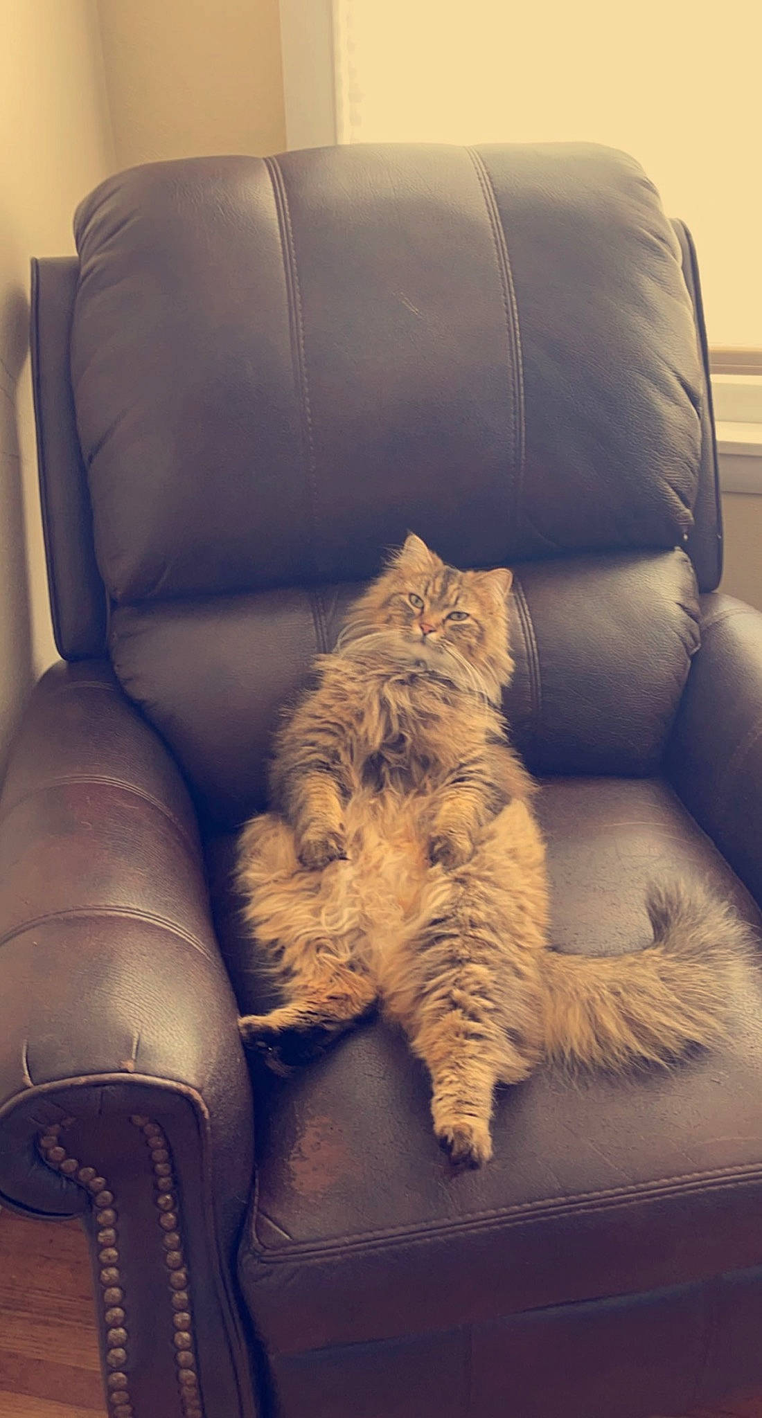 Larry is registered to the contest to win money with this photo: armrest, carnivore, cat, chair, cloud, comfort, companion_dog, couch, dog_breed, felidae, flooring, fur, furniture, human_leg, small_to_medium_sized_cats, sporting_group, studio_couch, tail, tints_and_shades, whiskers