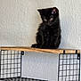 black_kitten, cat, kitten, pet, animal, indoor, shelf, wood, metal, wall_mount, grid_pattern, texture, curious, small, feline, cute, domestic_animal, looking_down, young_cat, resting