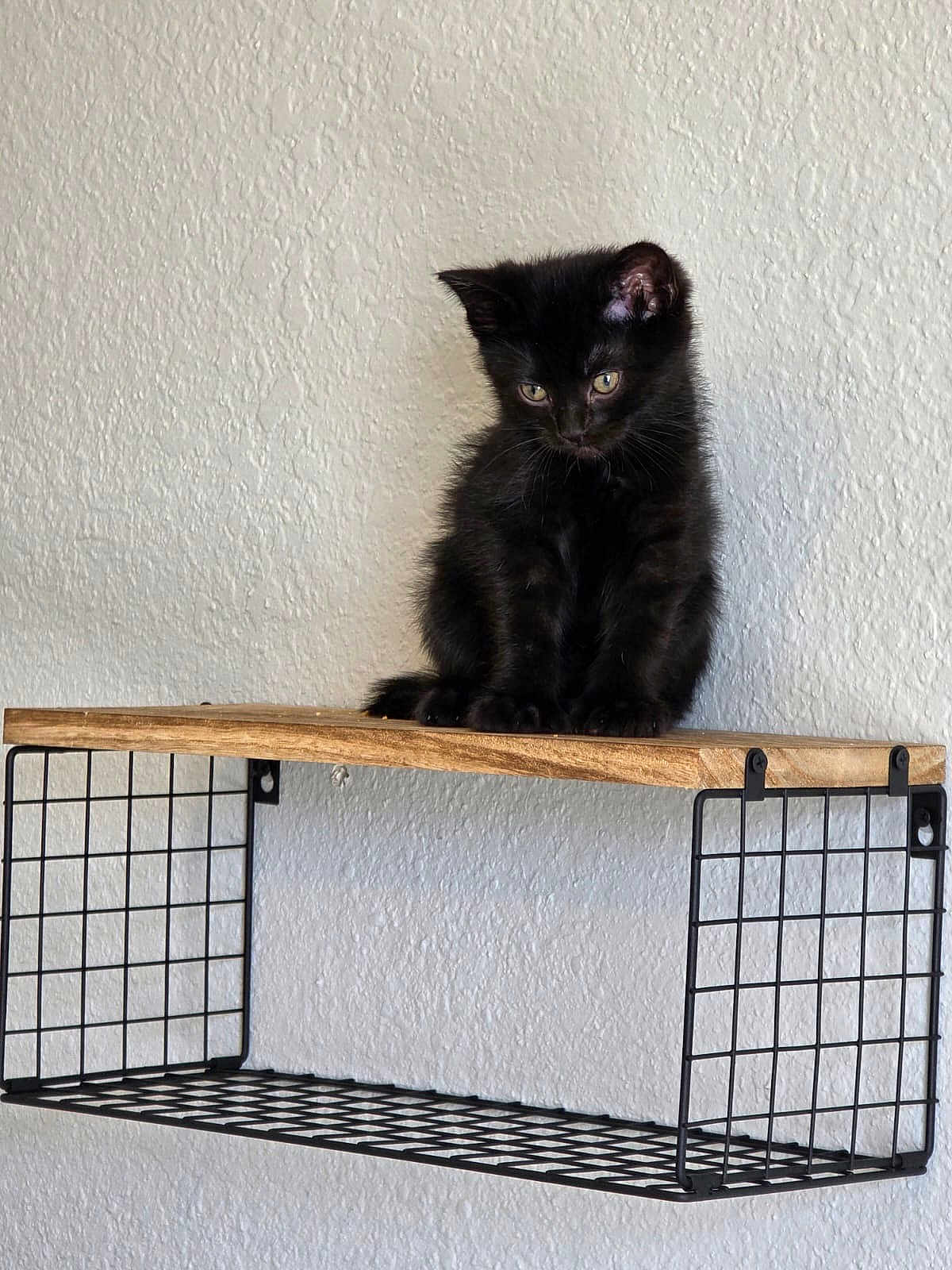 Otto is registered to the contest to win money with this photo: black_kitten, cat, kitten, pet, animal, indoor, shelf, wood, metal, wall_mount, grid_pattern, texture, curious, small, feline, cute, domestic_animal, looking_down, young_cat, resting